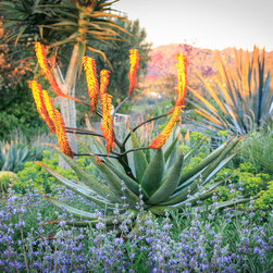 Mosaic Desertscape Style Front Walkway - Bulbs And Seeds