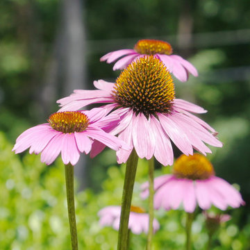 garden flowers