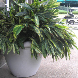 Sandstone Dorset Pot - Outdoor Pots And Planters