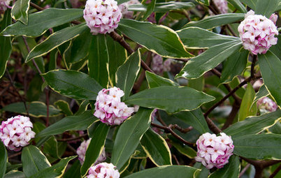What's the Perfect Evergreen Shrub for Your Garden?