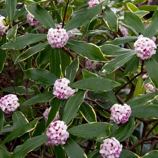 Evergreen Shrubs | Houzz