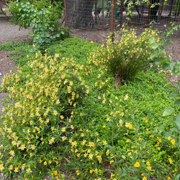 Roses in a California Resilient Garden