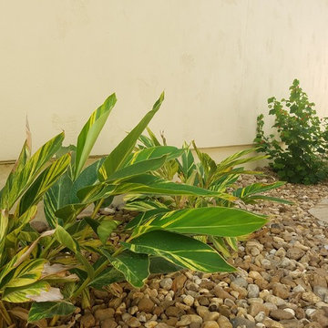 New Patio and Side yard walkway and Plants
