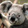 sue_mcdonald5558