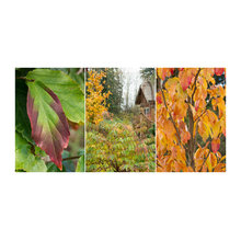 Plant Wish List