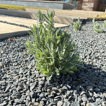 Silver Green Shrub Planted in Dark Gravel Bed by Concrete Steps