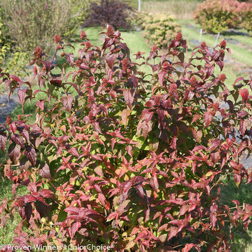 Kodiak™ Black Bush Honeysuckle Diervilla