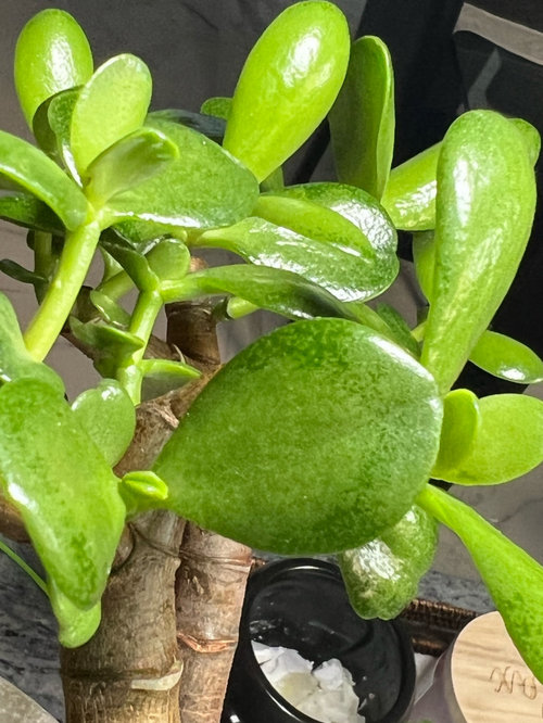 jade plant leaves turning dark green