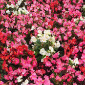 Daxa B. Patel-Mangu's photo