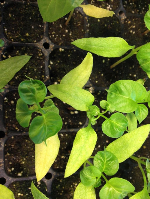 Stunted Pepper Seeding Leaves?