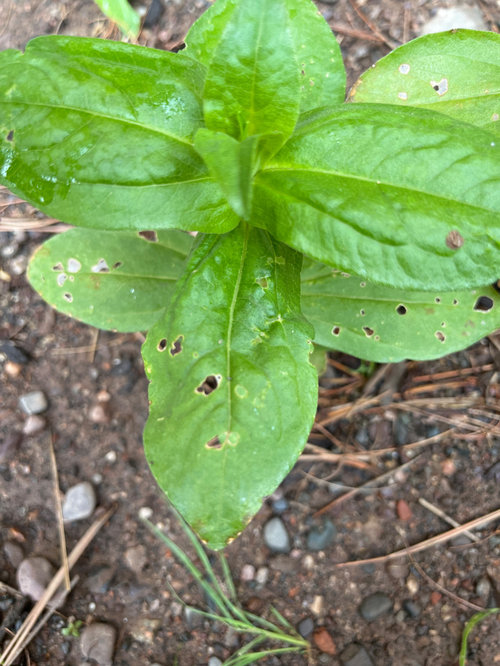 Why are my zinnia seedlings getting holes in the leaves?