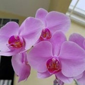 Carol Gregorys foto