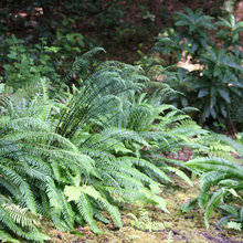 Plants for New House Landscape