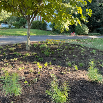Front Yard Revival: Restoring Curbside Elegance with Native Plants and purpose