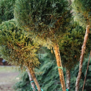 Landscape Makeovers