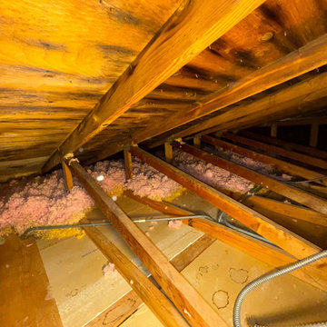 Mold Remediation Service in Attic