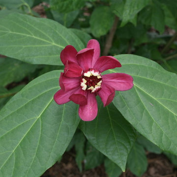 'Aphrodite' Sweetshrub