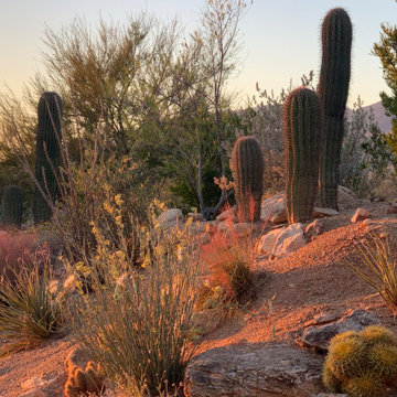 Viva Sonoran Desert!