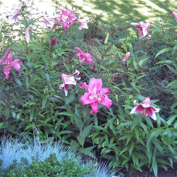 Placing Perennials in the Landscape