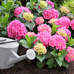 Cityline&reg; Vienna Bigleaf Hydrangea - Plants