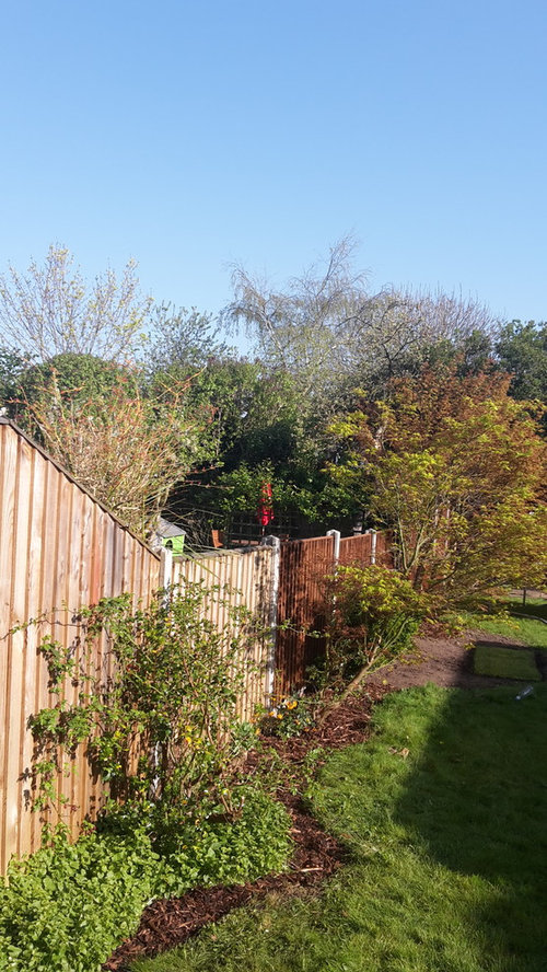 plants to screen from neighbouring garden Houzz UK