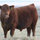 Leeuwenburgh Angus