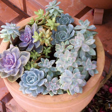 Succulents