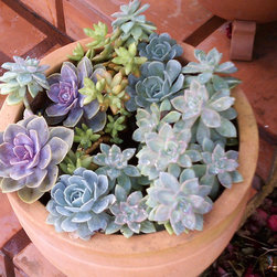Succulent Containers - Outdoor Pots And Planters