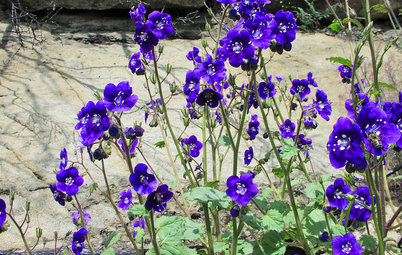 Great Design Plant: Annual Phacelias