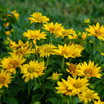 Tuscan Gold™ False Sunflower