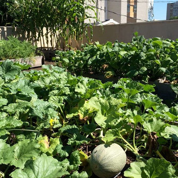 City rooftop vegetable garden