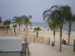 Palms in Long Branch New Jersey Beaches