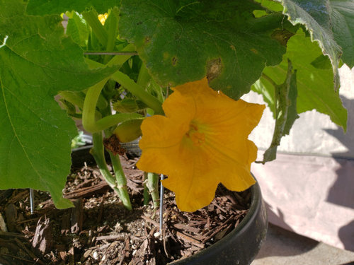 Yellow Squash Flower Died and Squash is not Growing