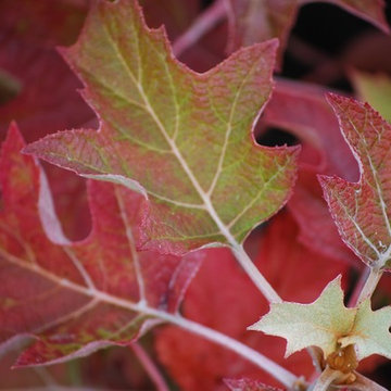 F A R M - Seasonal Autumn