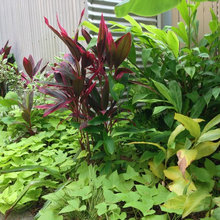 garden flowers