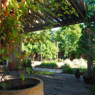 North Los Altos Backyard Entertainment