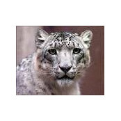 Sam Balongo's photo
