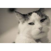 William Chan's photo