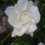 Lucia Freitas's photo