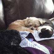 Rosie Rusche Hoffman's photo