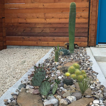 Miscellaneous Cacti & Succulent Landscapes by Rhinamic