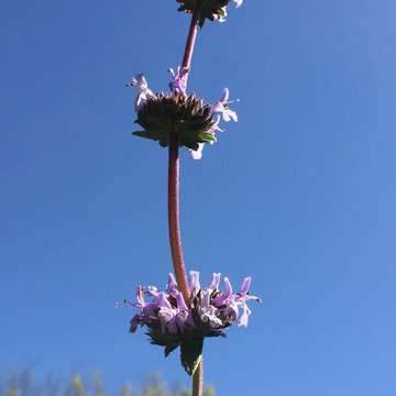 California Native Plant Front Yard