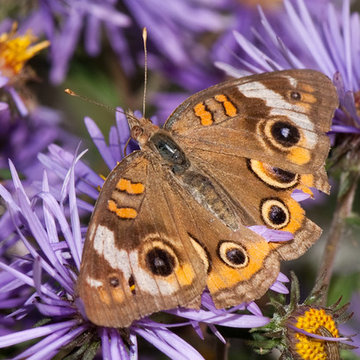 Great Design Plant: New England Aster Ushers in Fall