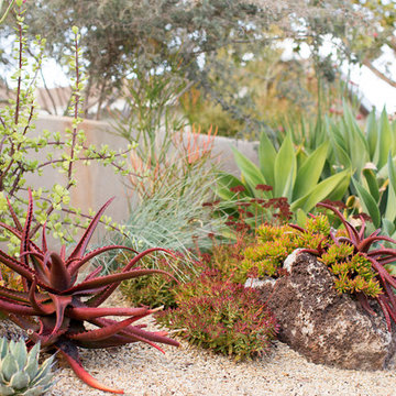 Frontyard Landscape - San Diego