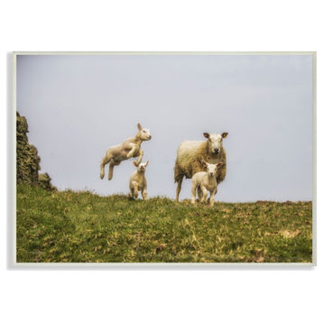 Baby Sheep Family Farm Animal Landscape Photo, 10"x15"
