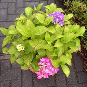Gemma Goodrich's photo