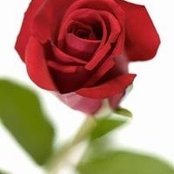 Rose Craft's photo