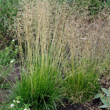 Deschampsia cespitosa