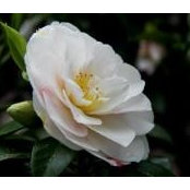 Suzzie Liew's photo