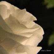 Photo de Lisa Sears